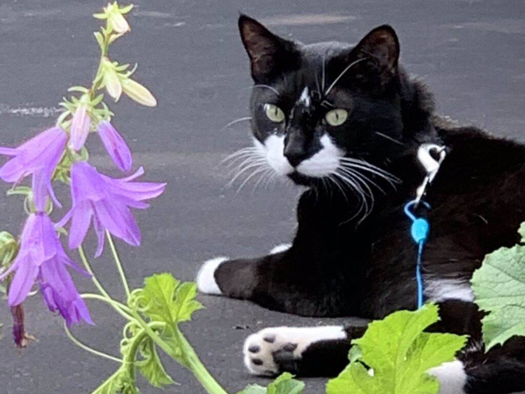 Pete - Castle Guardian