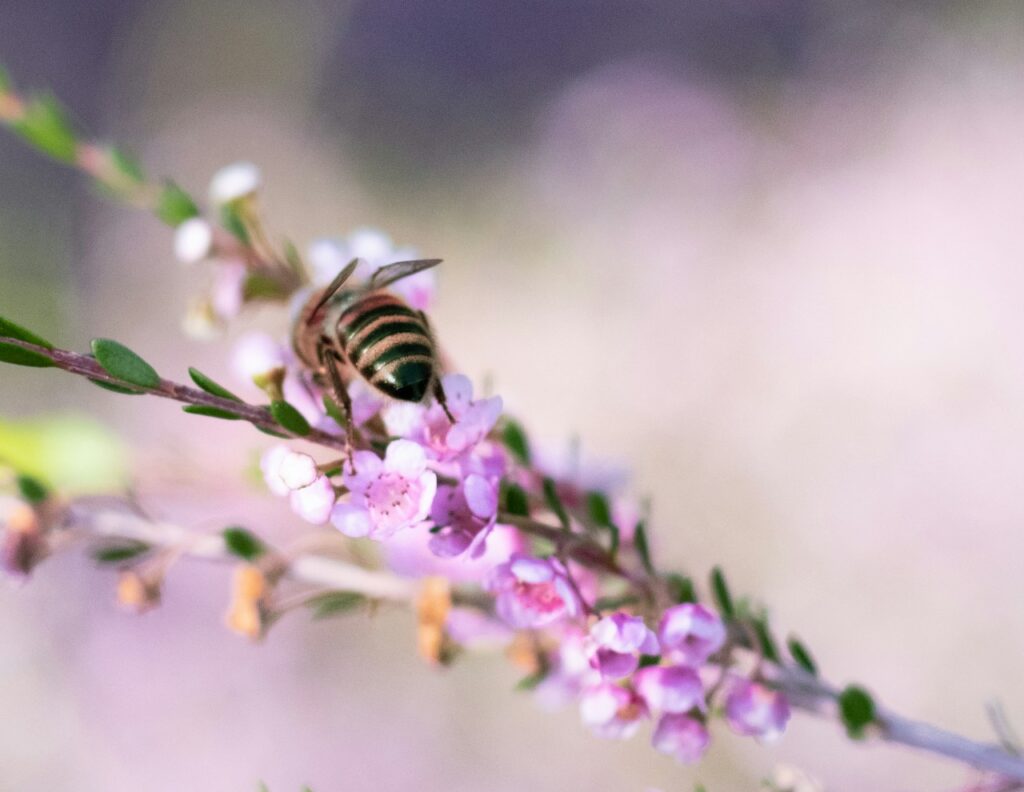 Honeybee On Loose Strife