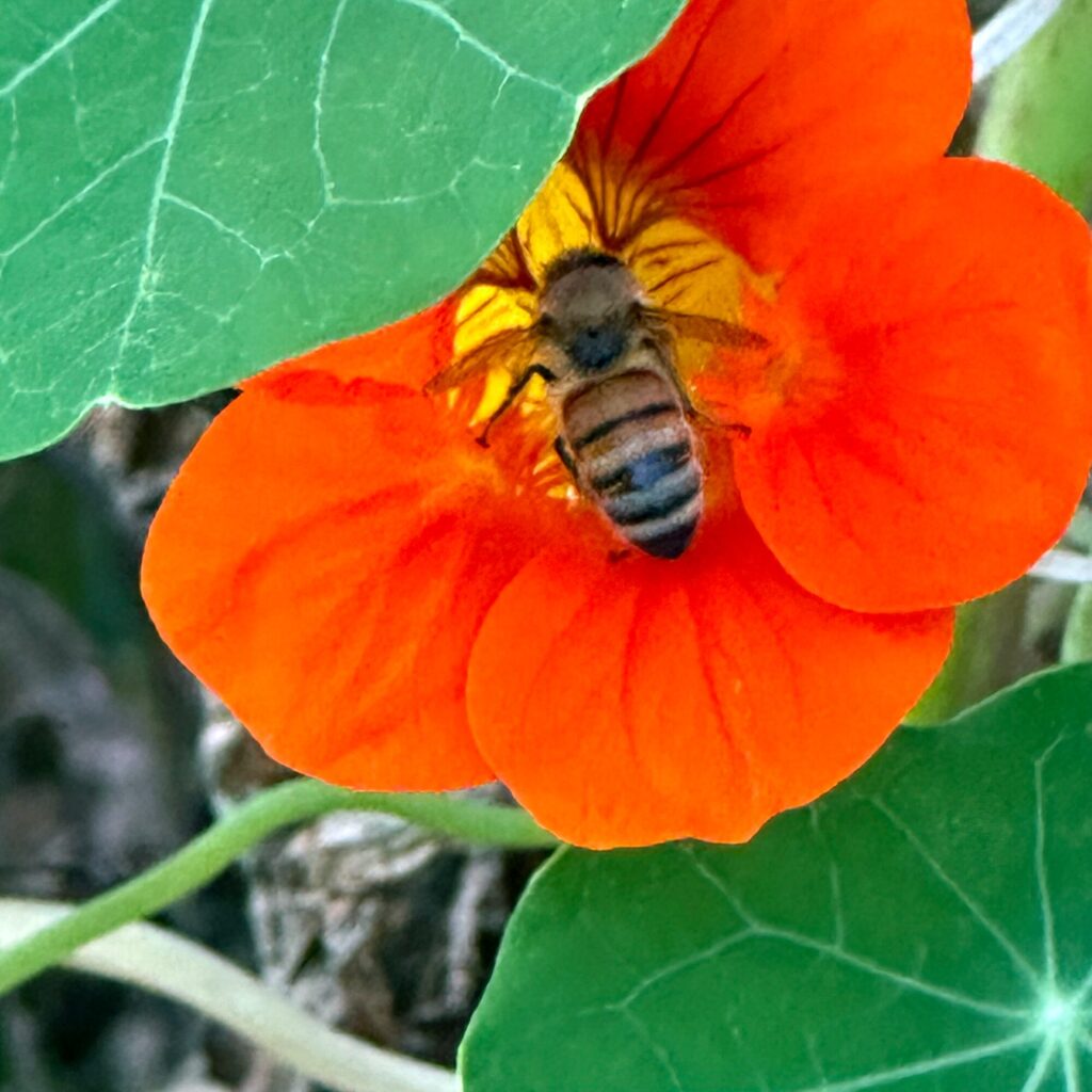 Honeybee On Nasturtium