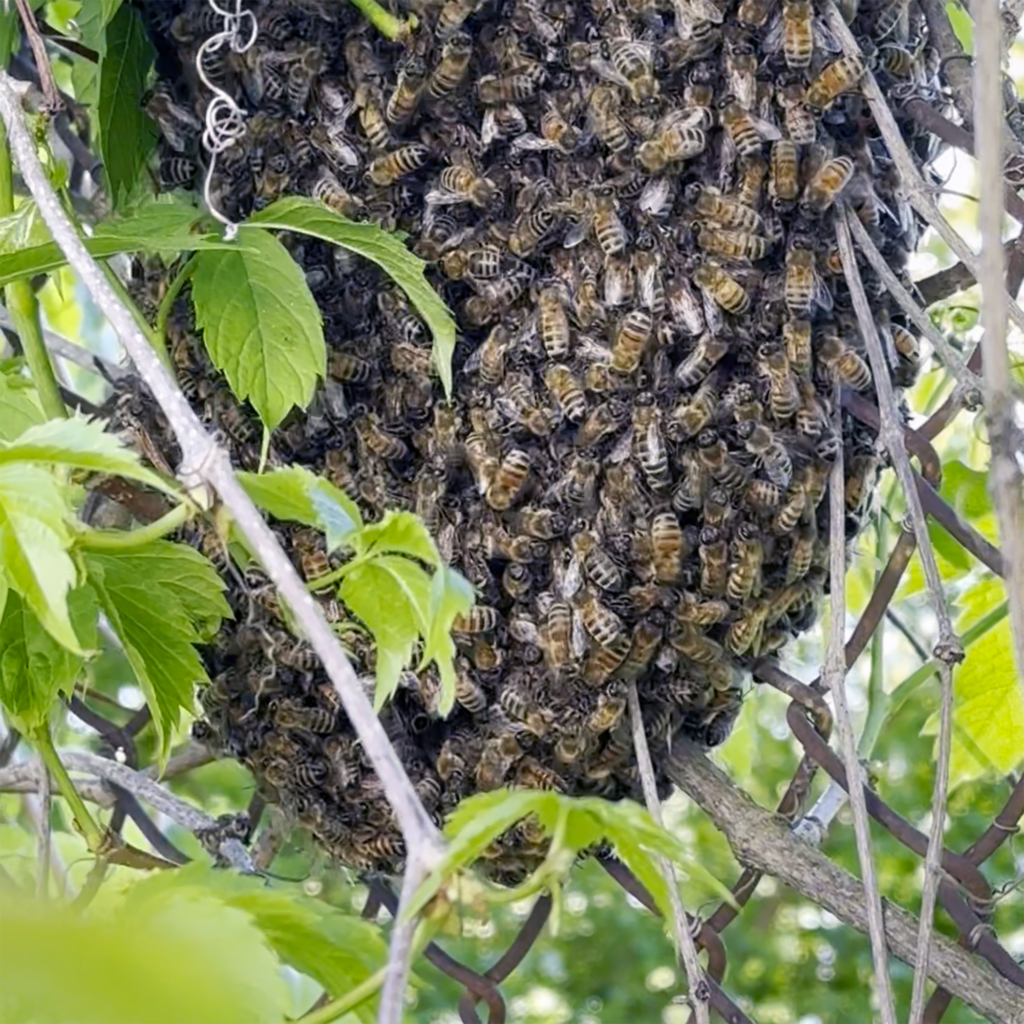 Honeybee Swarm