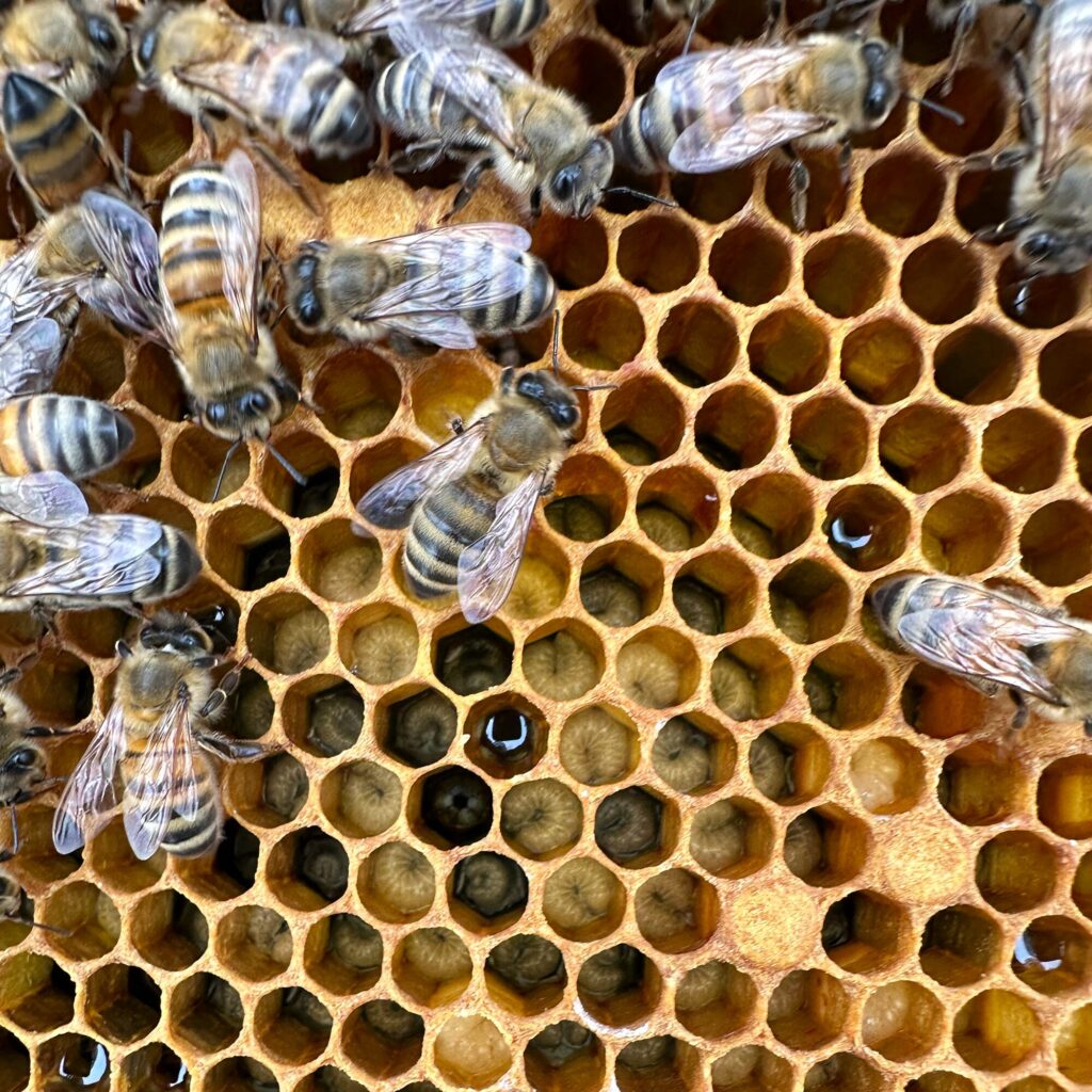 Honeybees and Brood