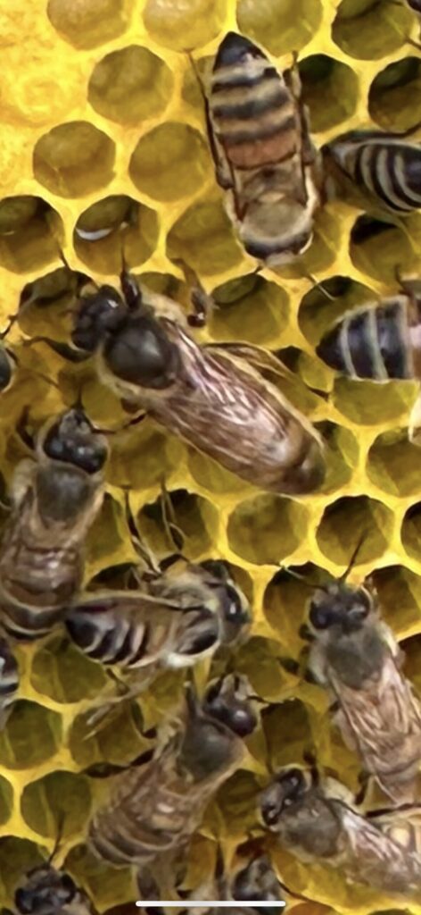 Honeybee Closeup